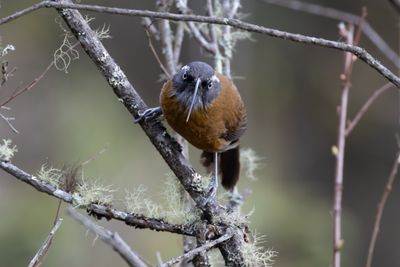 Slender-billed Scimitar Babbler (Pomatorhinus superciliaris)