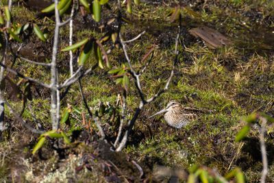 Solitary Snipe (Gallinago solitaria)