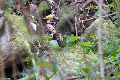 Spotted Elachura