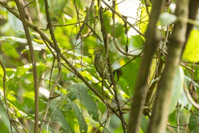 Speckled Piculet (Picumnus innominatus)
