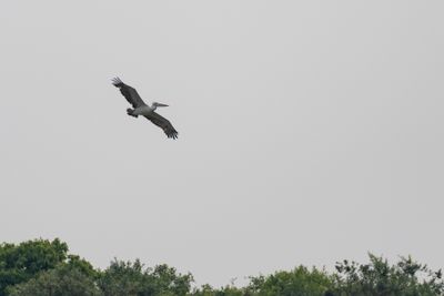Pelicans