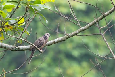 Spotted Dove (Spilopelia chinensis)