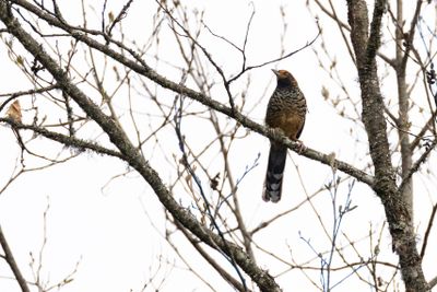 Spotted Laughingthrush (Ianthocincla ocellata)