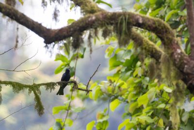 Square-tailed Drongo-Cuckoo (Surniculus lugubris brachyurus)