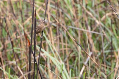 Striated Babbler (Argya earlei)