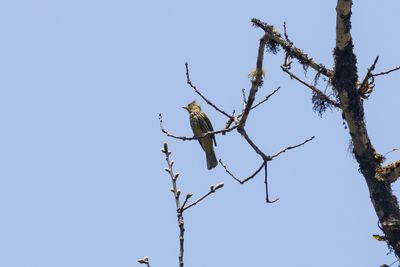 Bulbuls