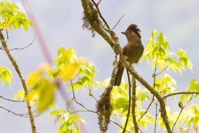 Striated Laughingthrush (Grammatoptila striata brahmaputra)