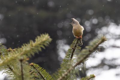 Stripe-throated Yuhina (Yuhina gularis)
