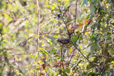 Striped Laughingthrush (Trochalopteron virgatum)