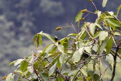 Sultan Tit (Melanochlora sultanea)