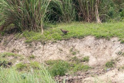 Pheasants & Allies