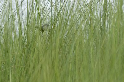Swamp Grass Babbler-4770.jpg