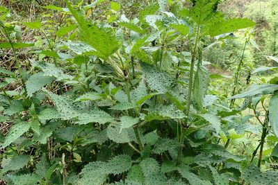 Stinging leaves