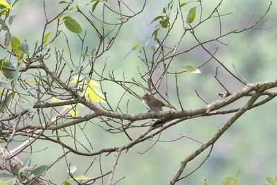 Leafbirds