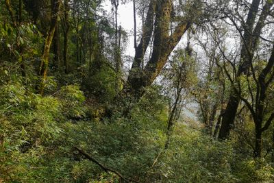 Nature Conservation and Tragopan Sanctuary