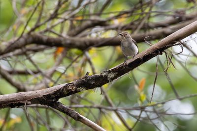Ultramarine Flycatcher (Ficedula superciliaris aestigma)