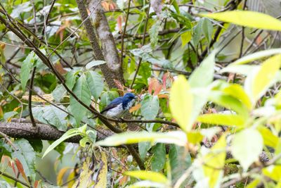 Ultramarine Flycatcher (Ficedula superciliaris aestigma)