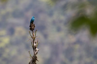 Verditer Flycatcher (Eumyias thalassinus)