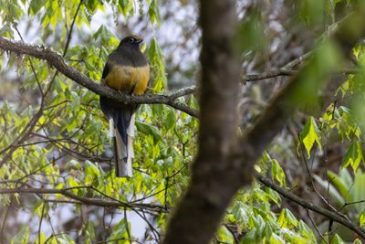 Ward's Trogon (Harpactes wardi)