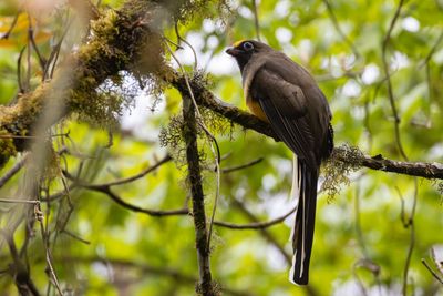 Ward's Trogon (Harpactes wardi)