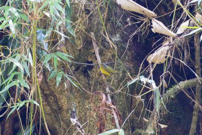 Leaf Warblers