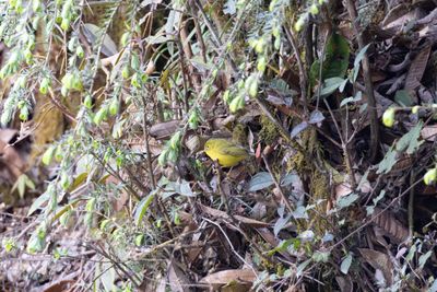 Leaf Warblers