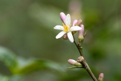 White flower