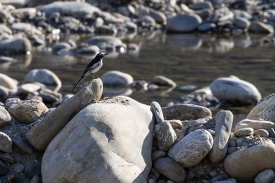White Wagtail (Motacilla alba alboides)