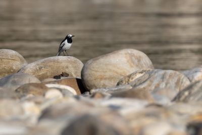Wagtails & Pipits