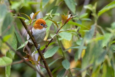 White-breasted Parrotbill (Paradoxornis ruficeps)