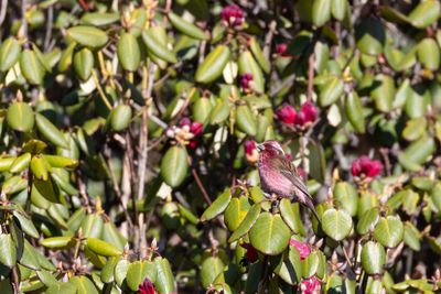 Himalayan White-browed Rosefinch (Carpodacus thura)
