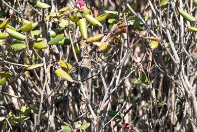 Himalayan White-browed Rosefinch (Carpodacus thura)