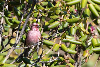 Finches, Euphonias