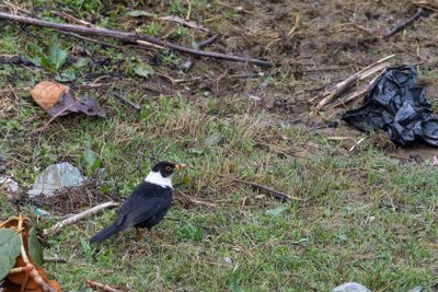 Thrushes