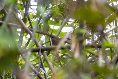 White-crested Laughingthrush (Garrulax leucolophus)