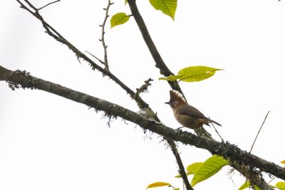 White-eyes