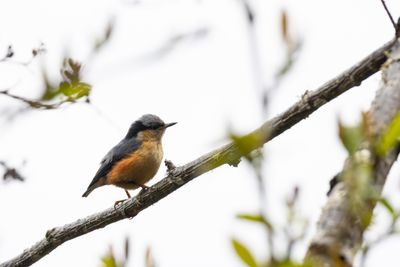 Nuthatches