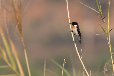 Chats, Old World Flycatchers