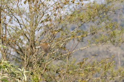 White-throated Laughingthrush (Pterorhinus albogularis)