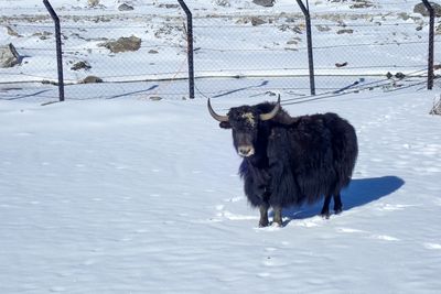 Yak