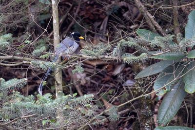 Crows & Jays