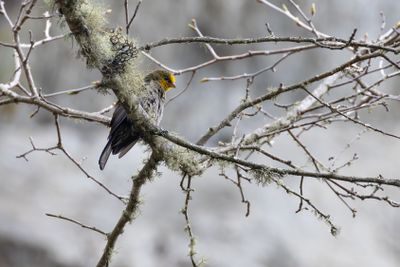 Honeyguides