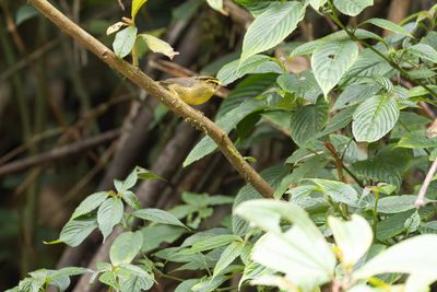 Yellow-throated Fulvetta (Schoeniparus cinereus)