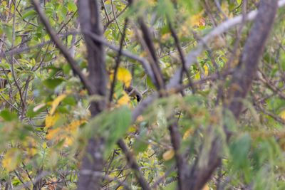 Laughingthrushes & Allies
