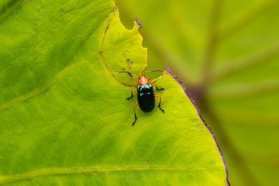 Aplosonyx chalybaeus-5913.jpg