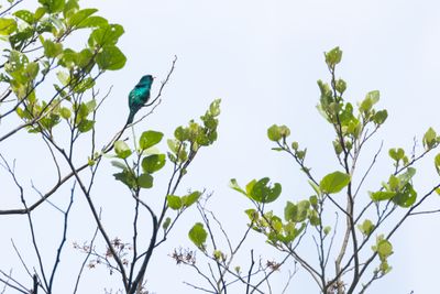 Asian Emerald Cuckoo-5907.jpg