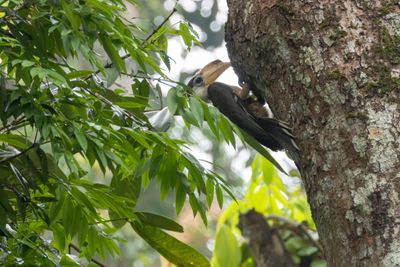 Austens Brown Hornbill-4898.jpg