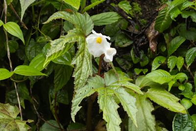 Begonia sp-5827.jpg