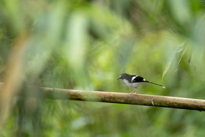 Black-backed Forktail-6375.jpg