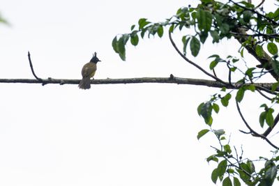 Black-crested Bulbul-6529.jpg